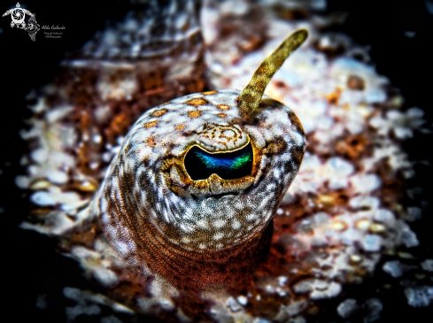 A Bothus pantherinus (Rüppell, 1830) | Flatfish