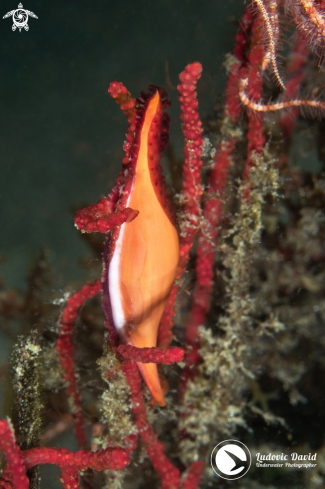 A Phenacovolva birostris | Double-snouted Spindle Cowrie