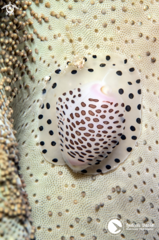 A Black-Spotted Egg Cowrie