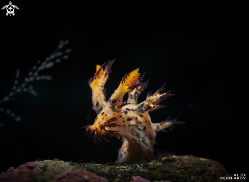 A Nudibranch