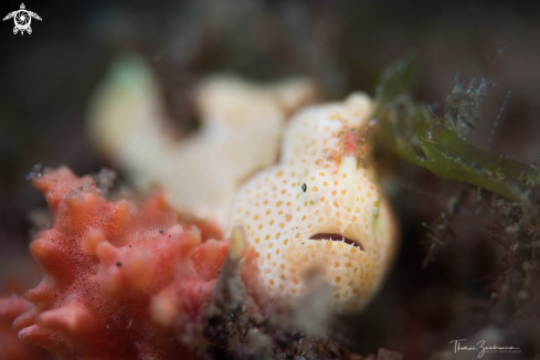 A Frogfish 