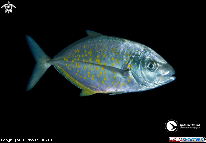 A Orange-Spotted Trevally