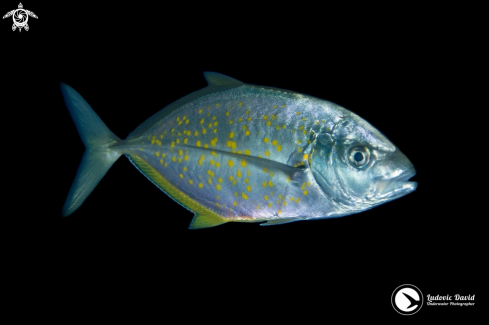 A Carangoides bajad | Orange-Spotted Trevally