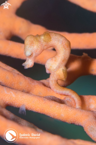 A Denise Pygmy Seahorse