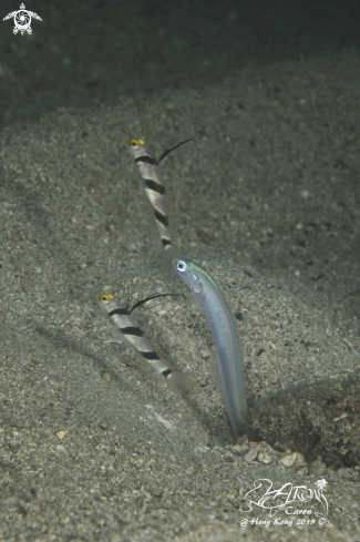 A Filament-Finned Prawn Goby