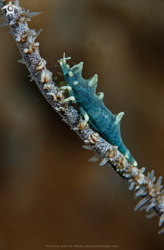 A Miropandalus hardingi | Dragon Shrimp