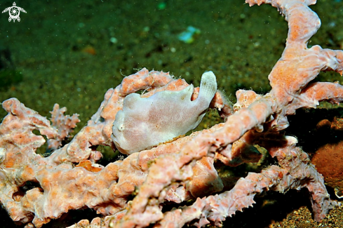 A frogfish