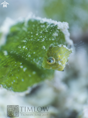 A Rudarius excelsus | Juvenile Diamond Filefish