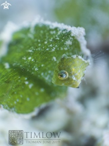 A Juvenile Diamond Filefish