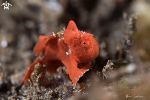 A Frogfish 