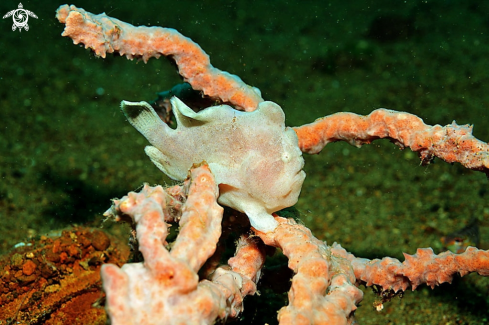 A frogfish