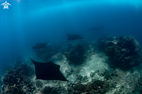 A Mobula Birostris | Mobula Birostris