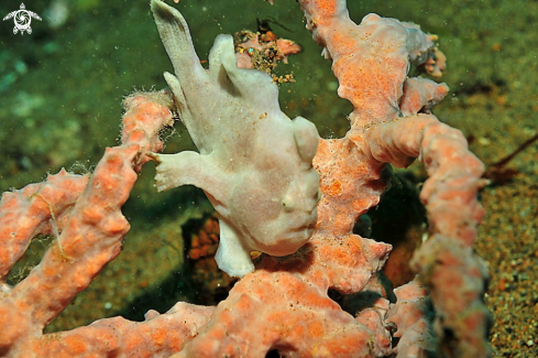 A frogfish