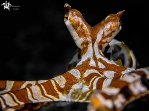 A Wunderpus photogenicus (Hochberg, Norman & Finn, 2006) | Wunderpus Octopus