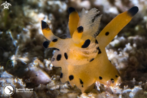 A Thecacera sp8 | Pikachu Nudibranch