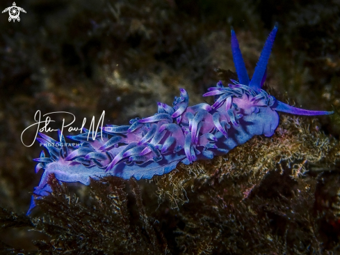 A Flabellina affinis | FLABELLINE MAUVE