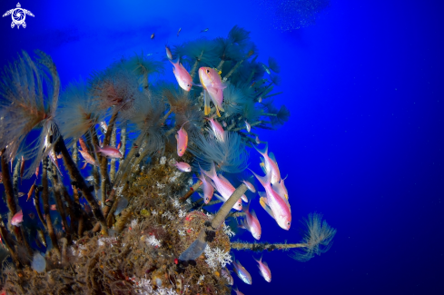 A Anthias anthias