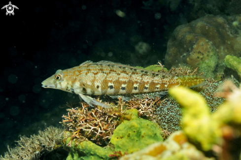 A reef fish