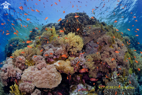 A Coral Reef