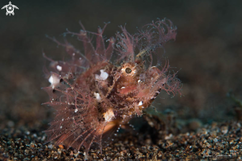 A Ambon Scorpion Fish 