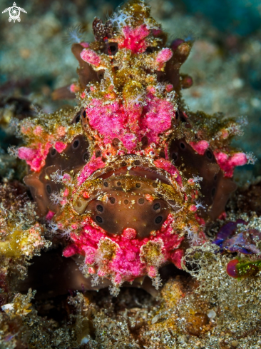 A Painted Frogfish