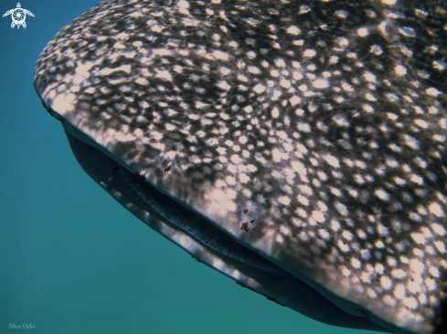 A Rhincodon typus | Whale Shark