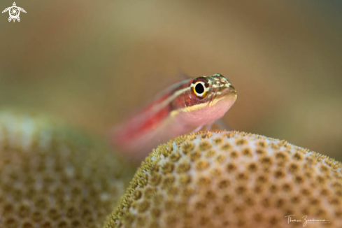 A Goby 