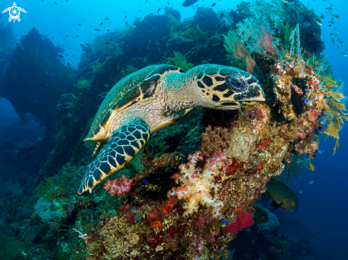 A Eretmochelys imbricata | Hawksbill Turtle