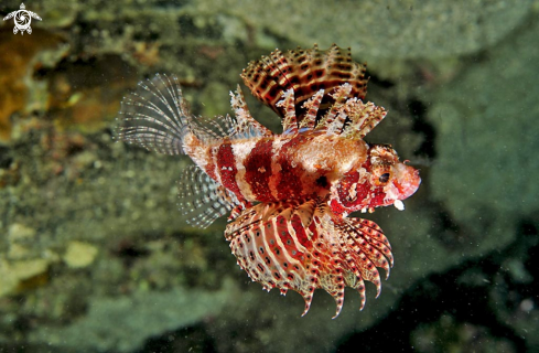 A lion fish