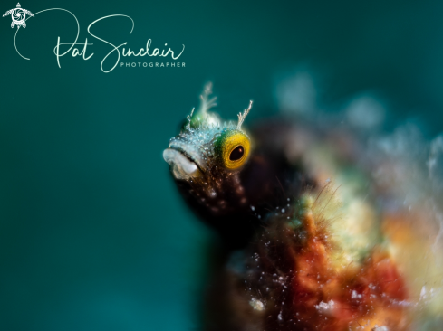 A Spinyhead Blenny