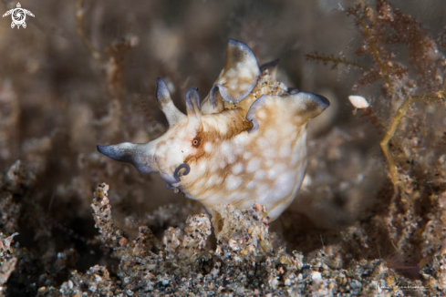 A Nudibranch 