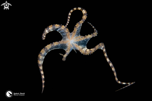 A Wunderpus Octopus