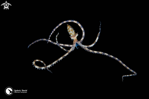 A Wunderpus Octopus