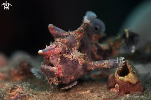 A Frogfish 