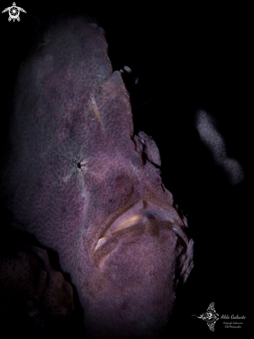 A Antennarius commerson (Lacepède, 1798) | Giant Frogfish