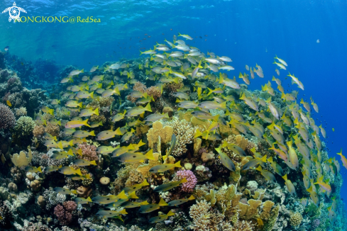 A Yellow Snappers