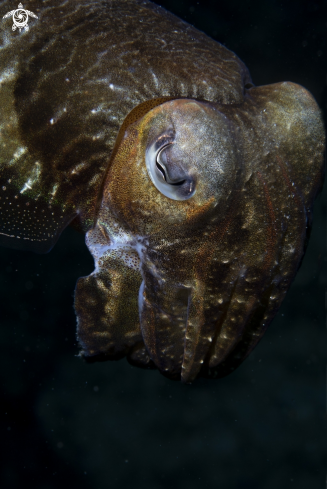 A Cuttlefish