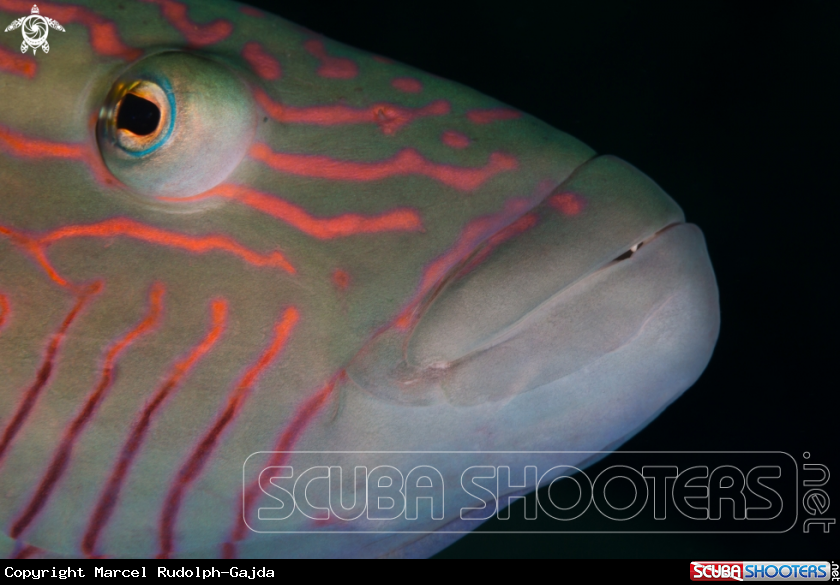 A Cheek-lined wrasse