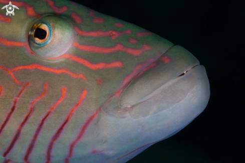 A Cheek-lined wrasse