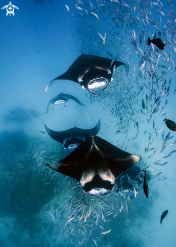 A Manta birostris