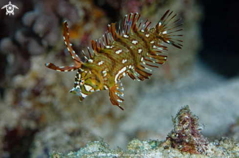 A Novaculichthys taeniourus | Rockmover Wrasse