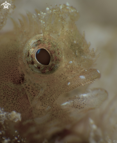 A Medusa Blenny