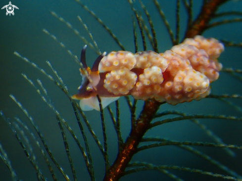 A Doto sp. | Nudibranch