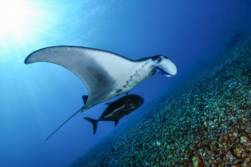 A Manta birostris