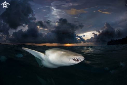 A Nurse shark