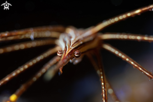 A Spider crab