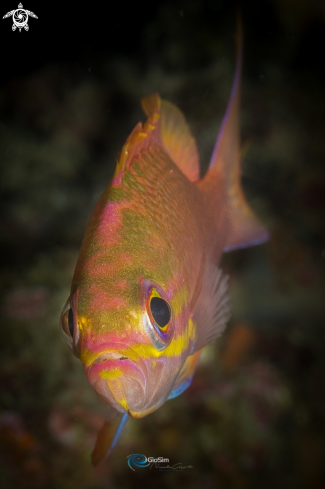 A Anthias