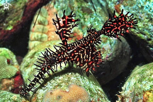 A ghost pipefish