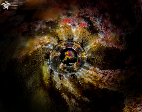 A Antennarius commerson (Lacepède, 1798) | Giant Frogfish