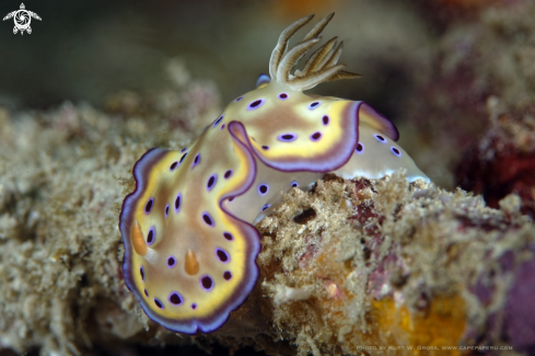 A Nudibranche